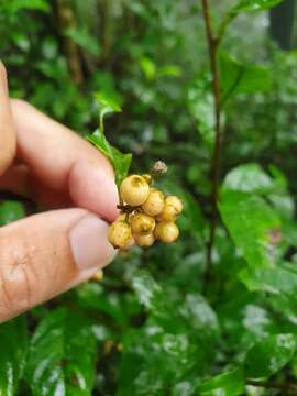 Image of Maesa japonica (Thunb.) Moritzi & Zoll.