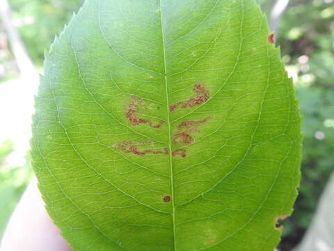 Image of Stigmella prunifoliella (Clemens 1861) Newton et al. 1982