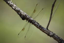 Image of Taper-tailed Darner