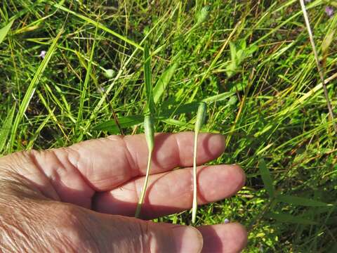 Image of Nuttall's pleatleaf