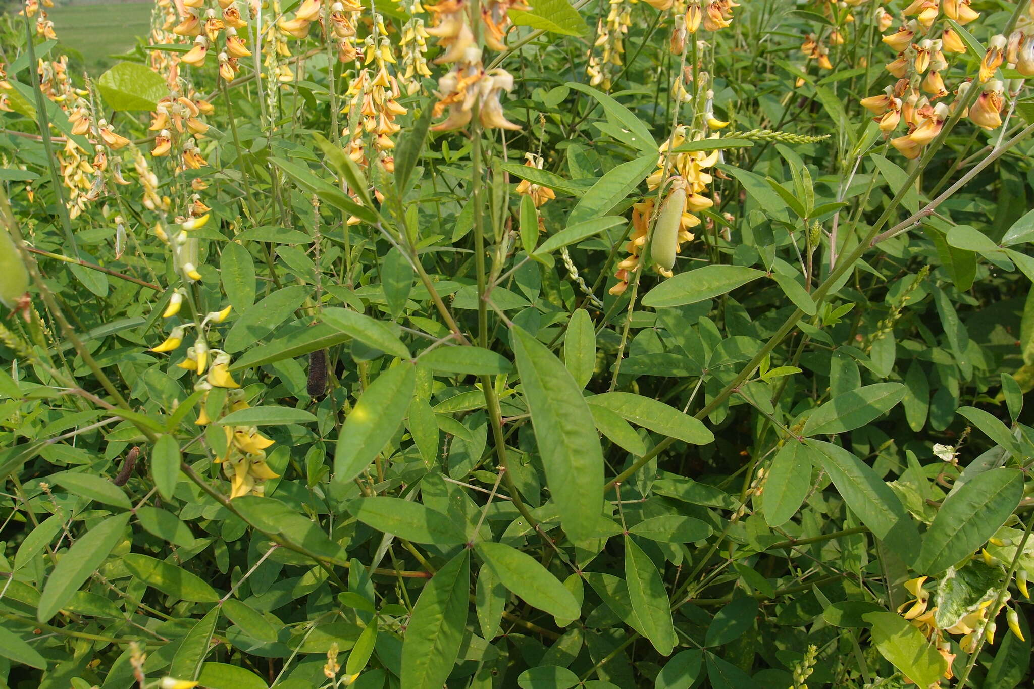 Image of West Indian rattlebox