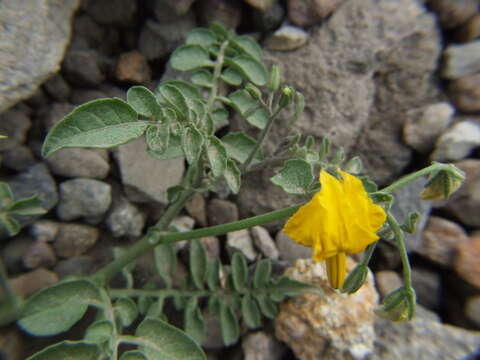 Image of Peruvian nightshade