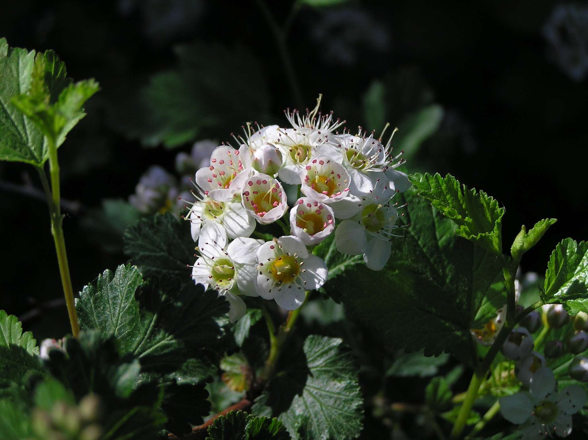 Слика од Physocarpus monogynus (Torr.) Kuntze