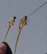 Image of fuzzy wuzzy sedge