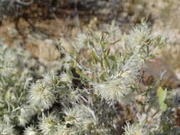 Image of Wool bush