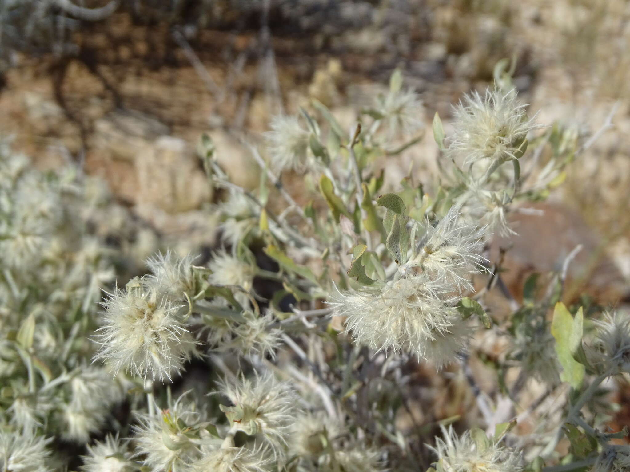 Imagem de Leucosphaera bainesii (Hook. fil.) Gilg