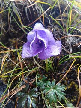 Слика од <i>Aconitum fletcherianum</i>