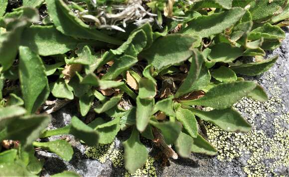 Image of Solidago simplex var. nana (A. Gray) G. S. Ringius