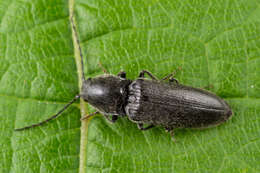 Image of Hemicrepidius niger (Linnaeus 1758)