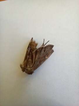 Image of Pale shining brown moth