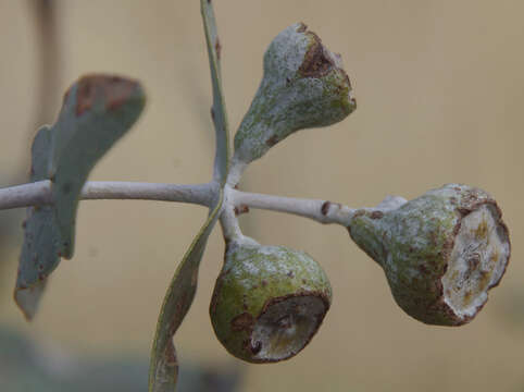 Image of Eucalyptus gamophylla F. Müll.