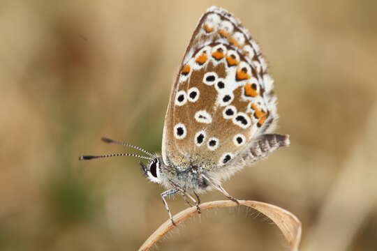 Image of Spanish Argus