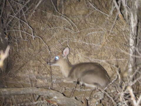 Image of Abundant Duiker