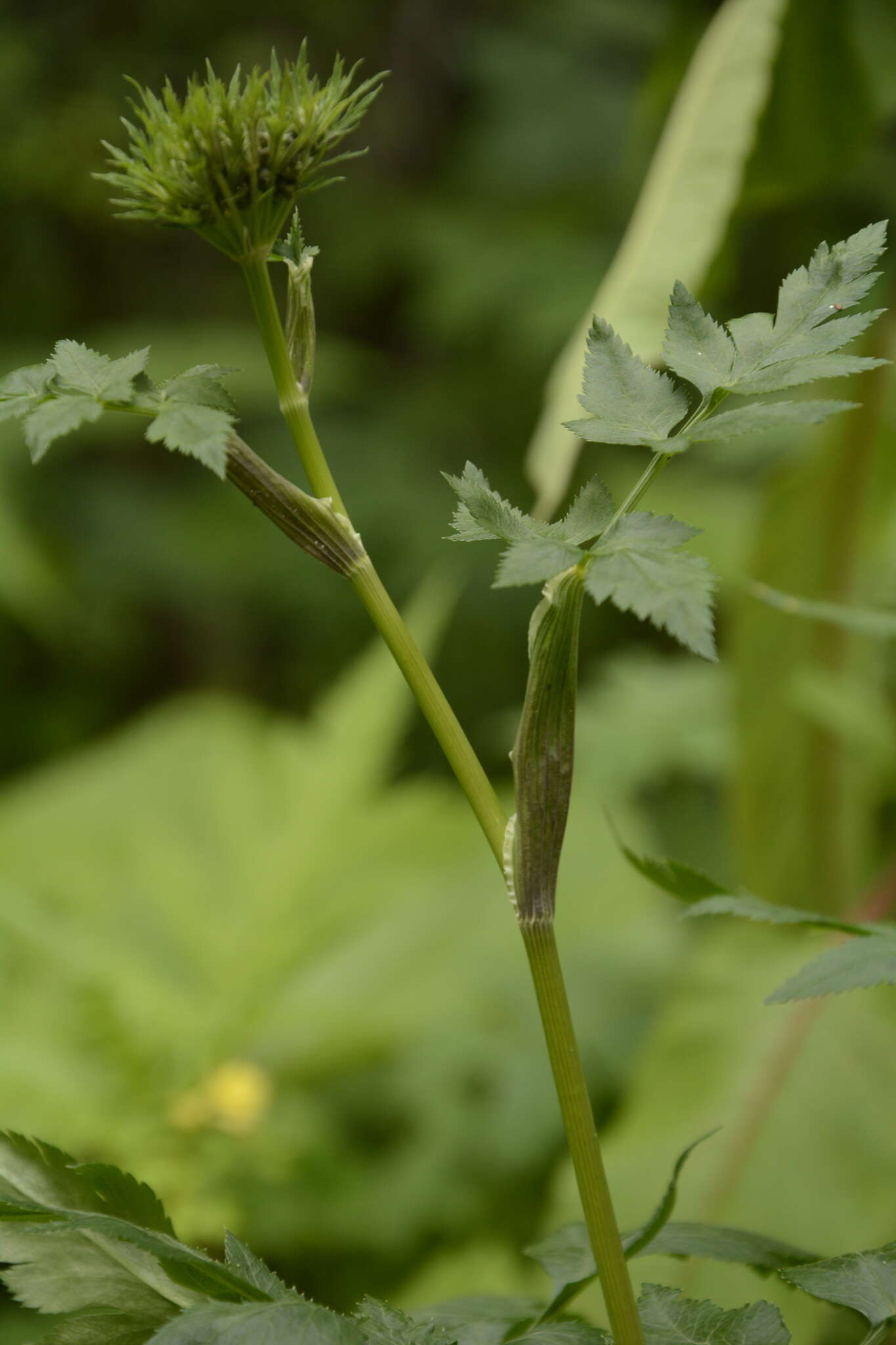 Selinum vaginatum (Edgew.) C. B. Cl. resmi