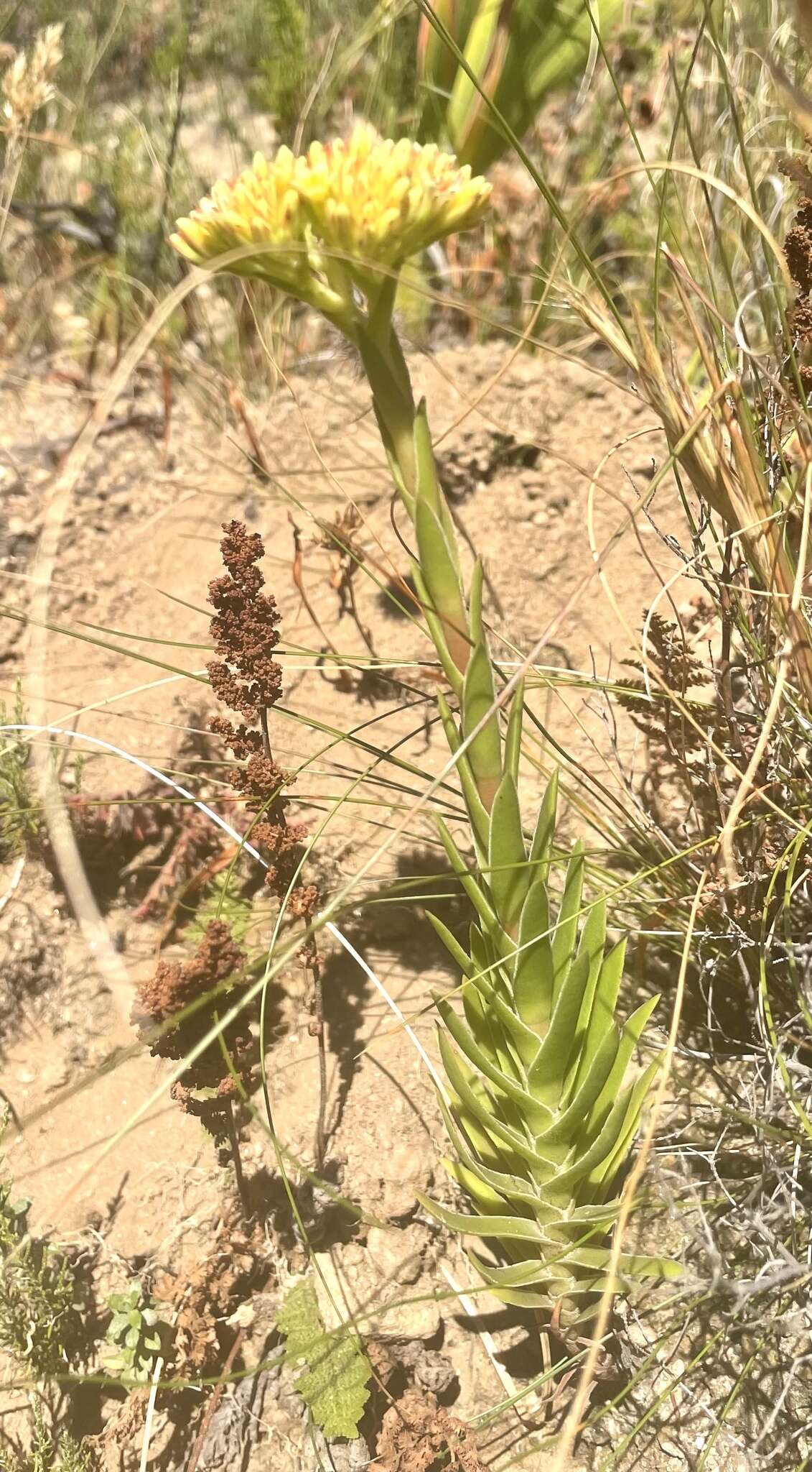 Crassula flava L. resmi