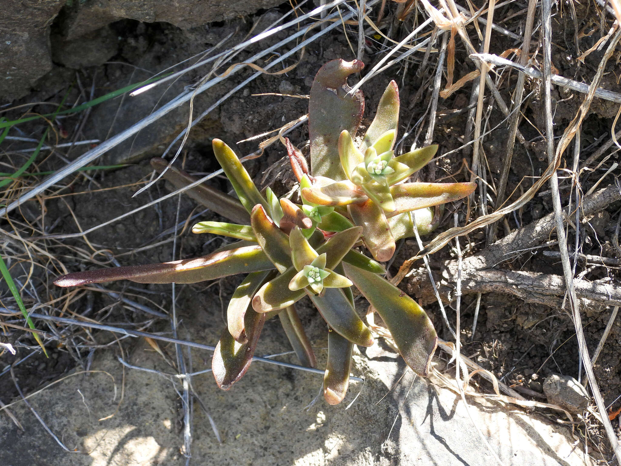 Image of Conejo dudleya