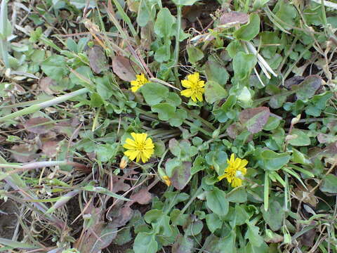 Image of Japanese nipplewort