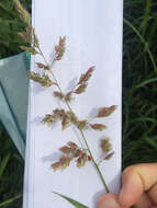 Image of reed canarygrass