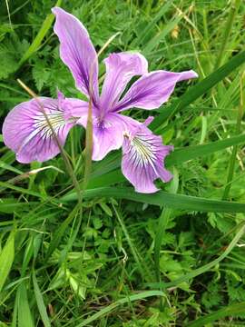 Image of toughleaf iris