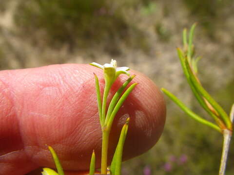 Image of Acrosanthes teretifolia Eckl. & Zeyh.