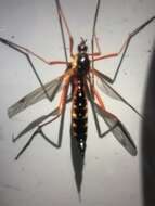 صورة Ctenophora (Ctenophora) pectinicornis (Linnaeus 1758)