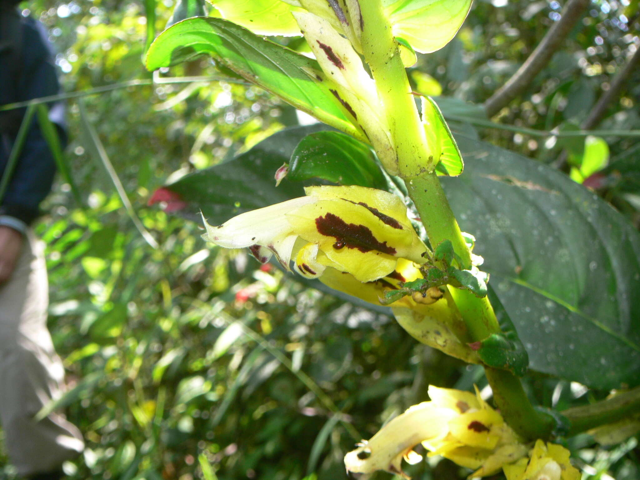 Image of Columnea picta H. Karst.