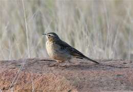 Image de Pipit du Vaal