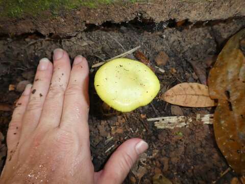 Image of Protoxerula flavo-olivacea (R. H. Petersen & Halling) R. H. Petersen 2010