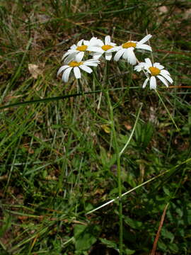 Image of Tanacetum corymbosum subsp. corymbosum