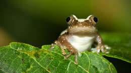 Image of Brown Banana Frog