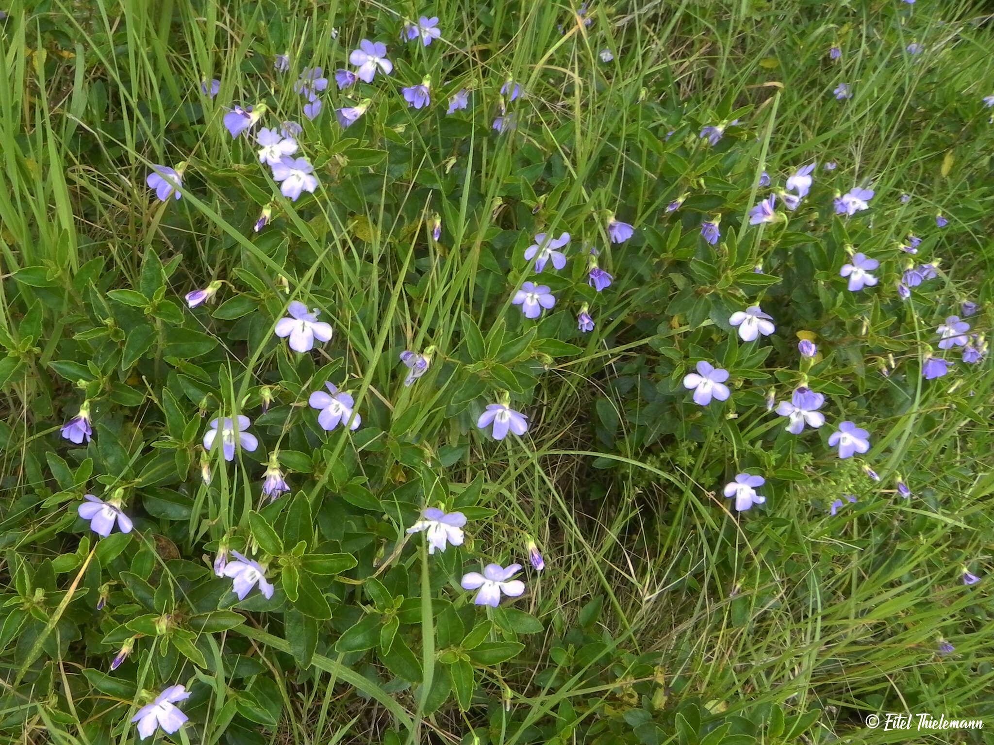 Viola portalesia C. Gay resmi