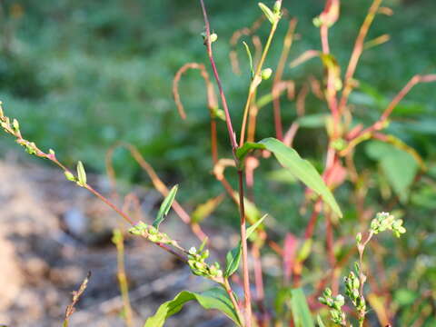 صورة Persicaria mitis (Schrank) Asenov