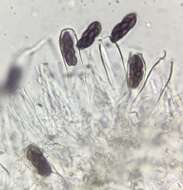 Image of Saccobolus verrucisporus Brumm. 1967