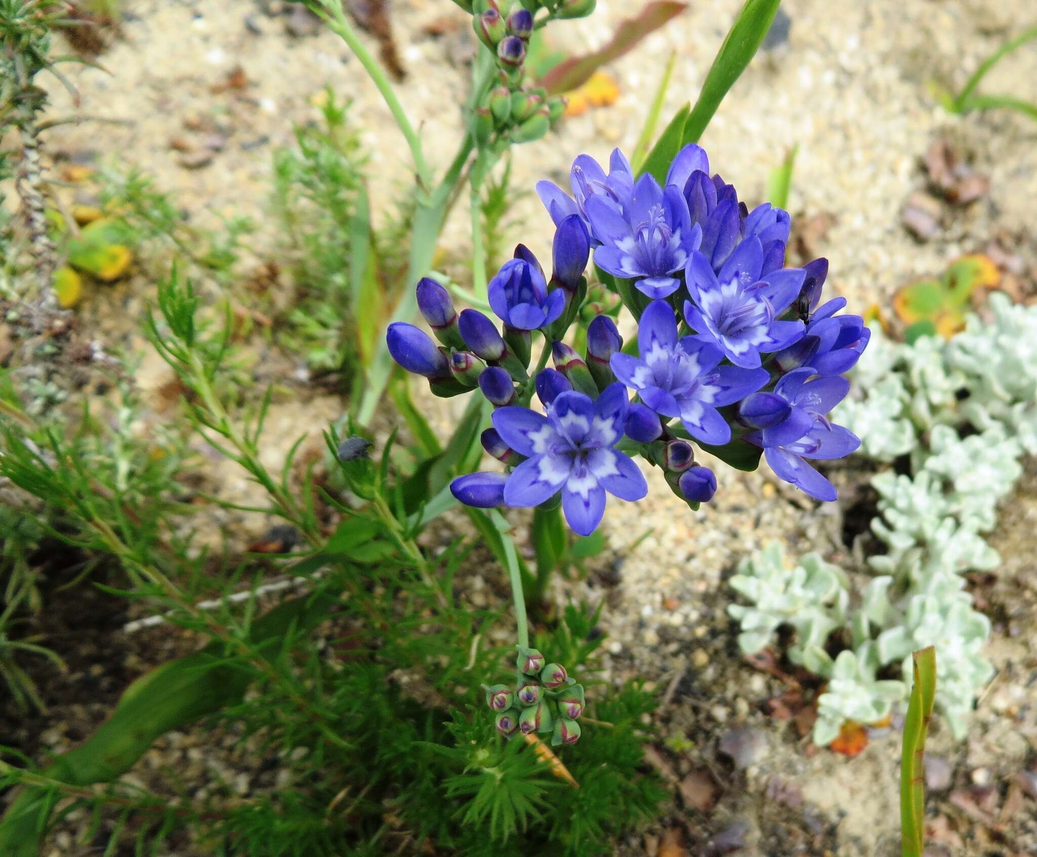 Image of Codonorhiza corymbosa (L.) Goldblatt & J. C. Manning