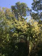 Image of Honeysuckle tree