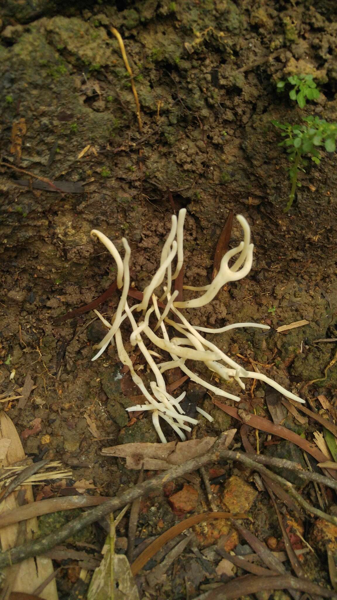 Image de Clavaire À Crêtes