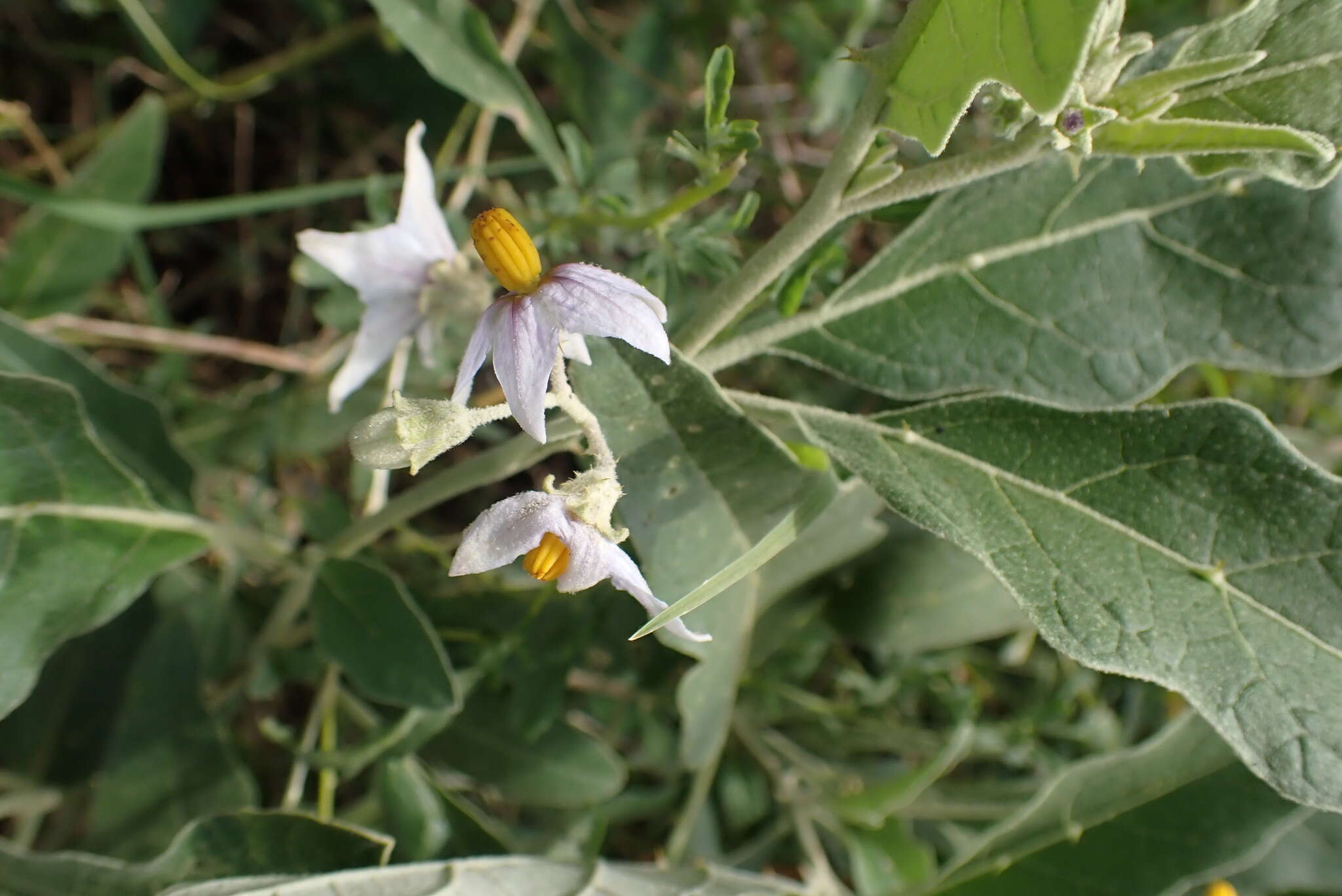 Image of Solanum lichtensteinii Willd.