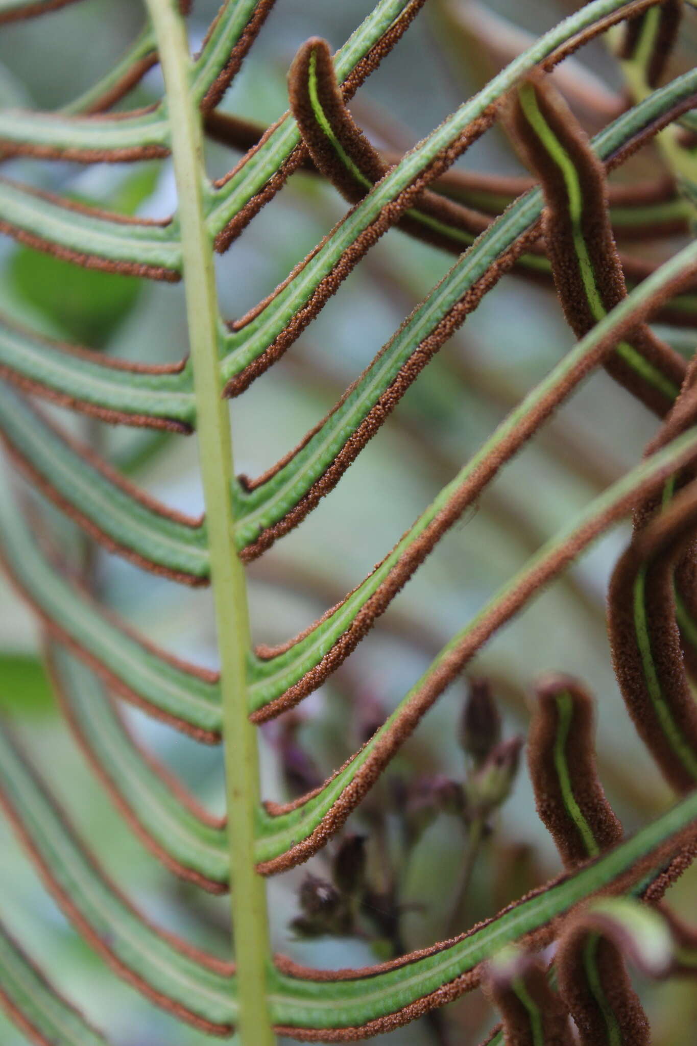 Image of Long-Leaf Brake