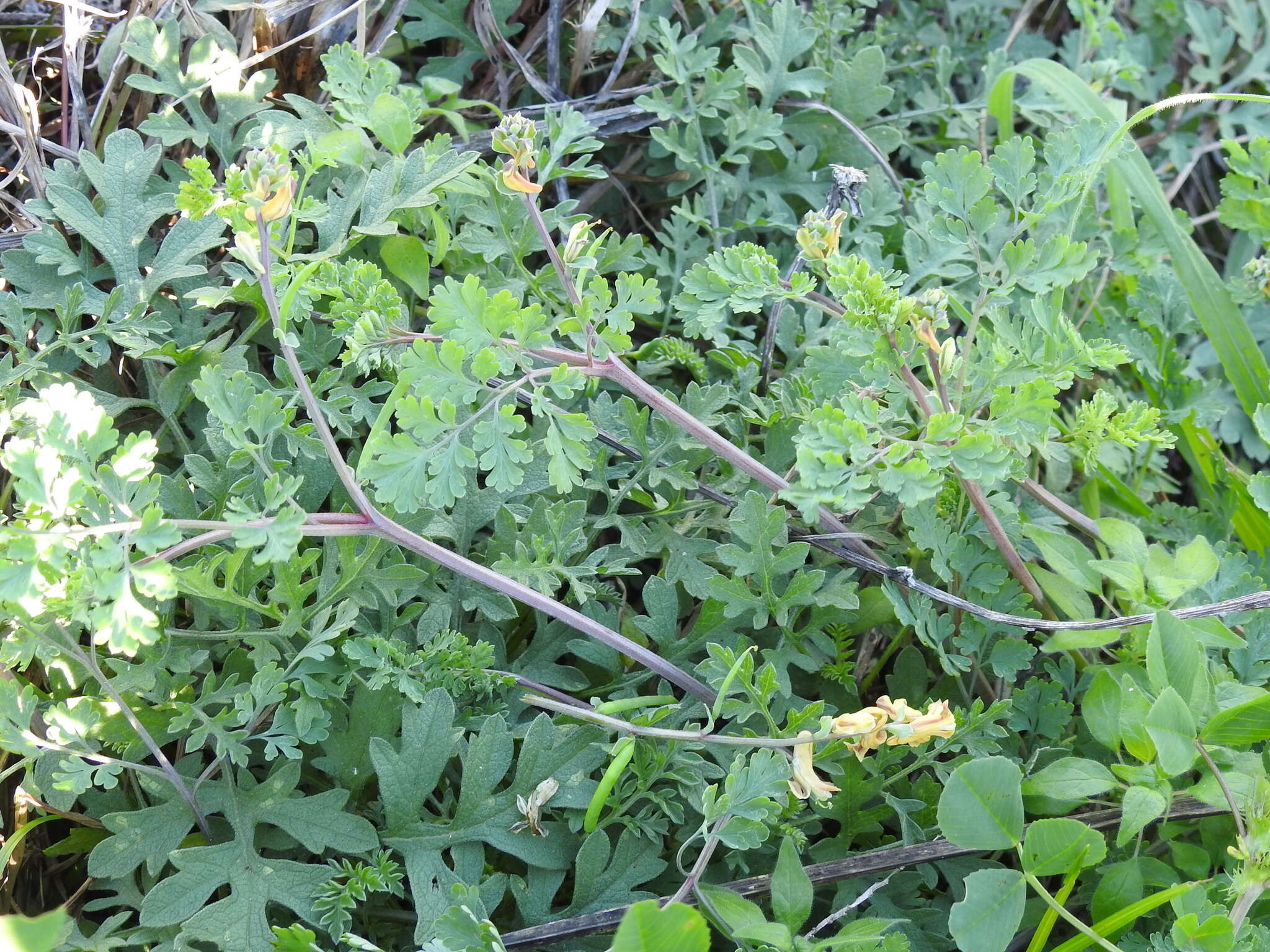 Image of smallflower fumewort