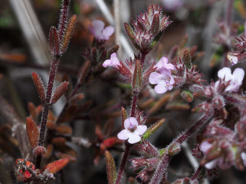 Micromeria canariensis (P. Pérez) Puppo resmi