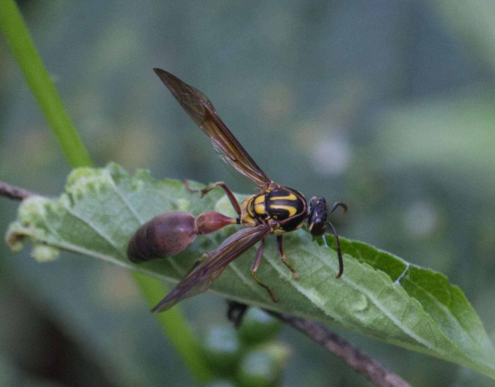 Sivun Pachymenes ghilianii (Spinosa 1851) kuva