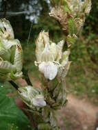 Image of Justicia grandis (T. Anders.) Vollesen