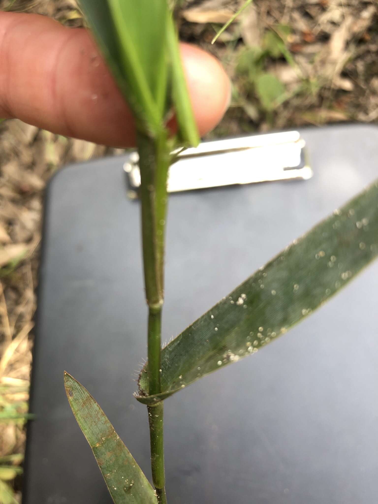 Image of Erect-Leaf Rosette Grass