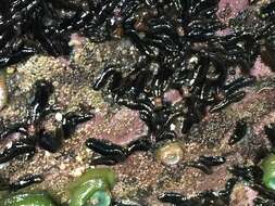 Image of tar spot sea cucumber