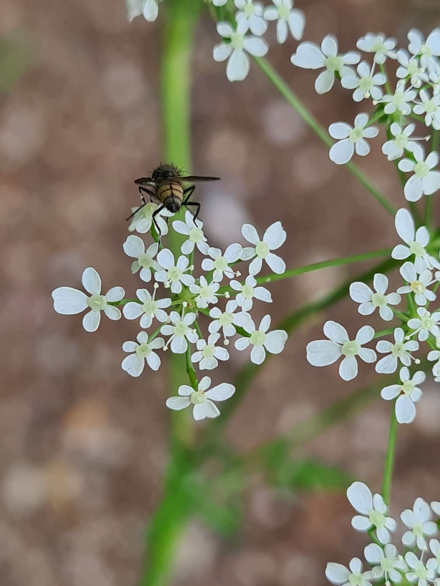 Sivun Thricops semicinereus (Wiedemann 1817) kuva