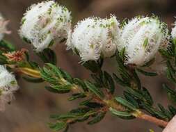 Image of Erica cooperi var. cooperi