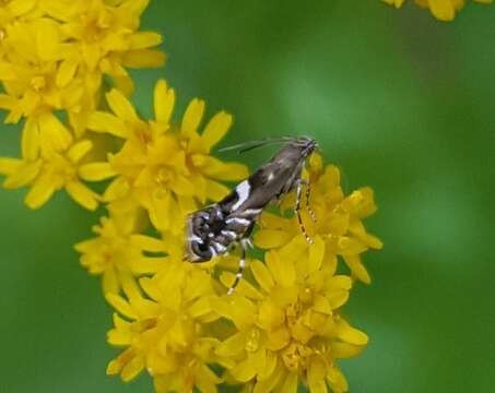 Image of Yellow Nutsedge Moth