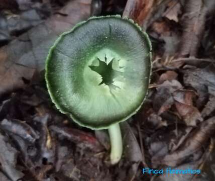 Image de Hygrocybe prieta Lodge & Pegler 1990