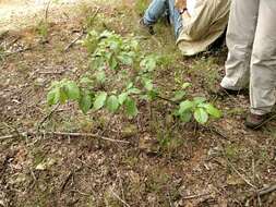 Image of Alabama cherry