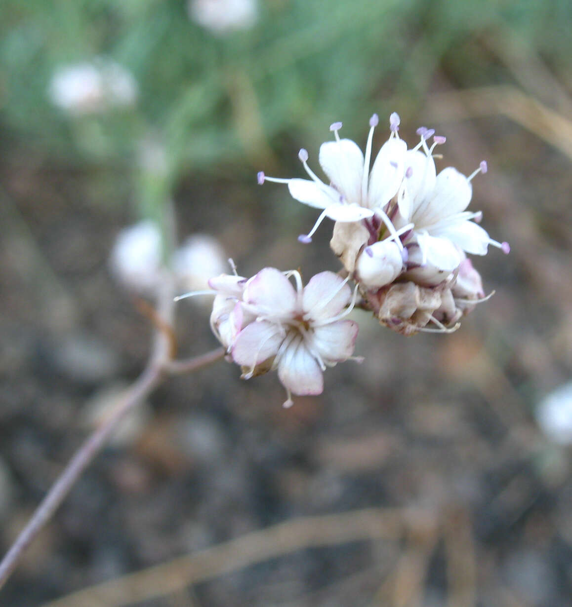 Слика од Gypsophila capitata Bieb.